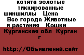 котята золотые тиккированные шиншиллы › Цена ­ 8 000 - Все города Животные и растения » Кошки   . Курганская обл.,Курган г.